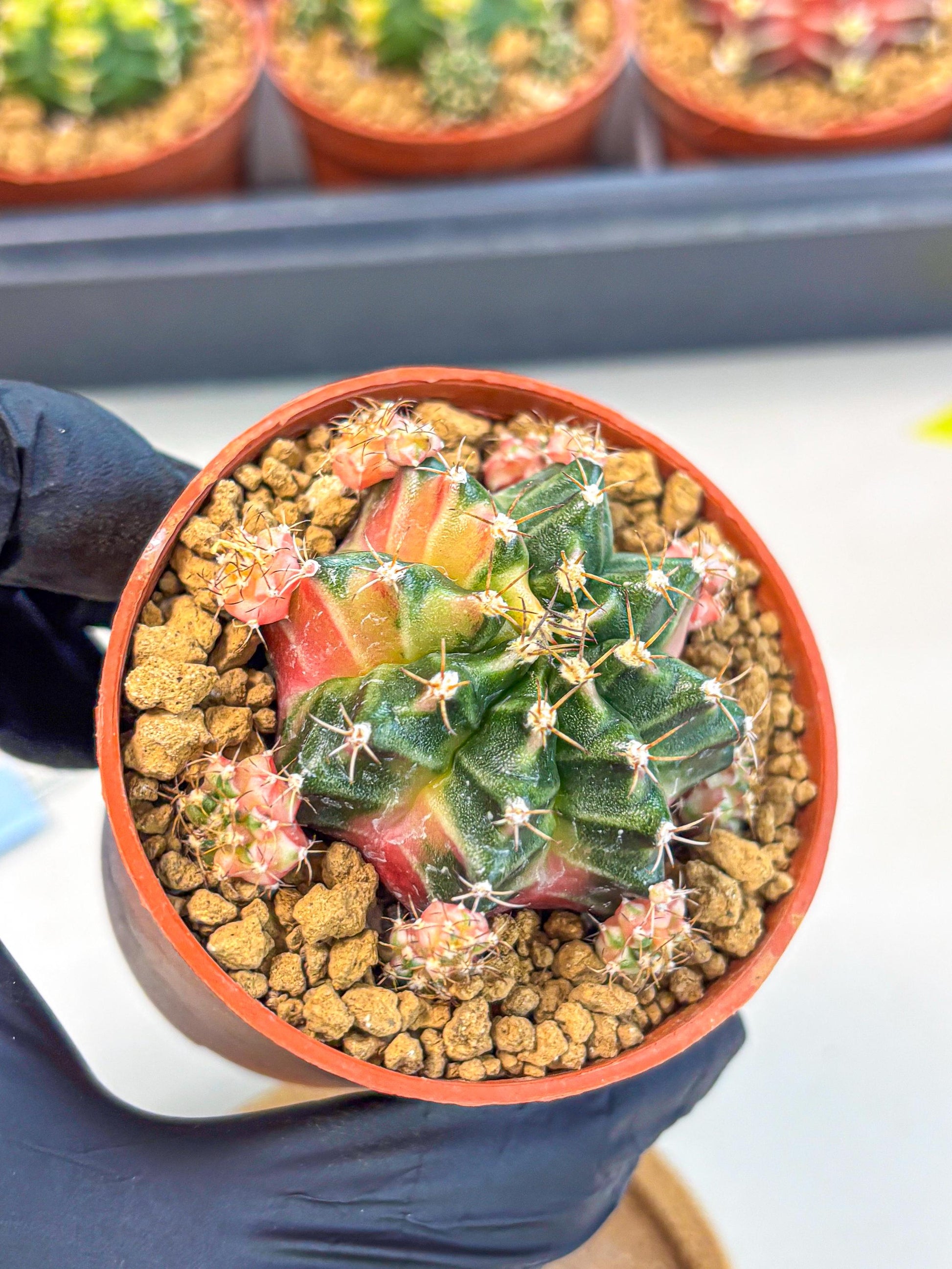 Gymnocalycium Bubble Gum (gy8) (y3) | Special Hybrid cactus