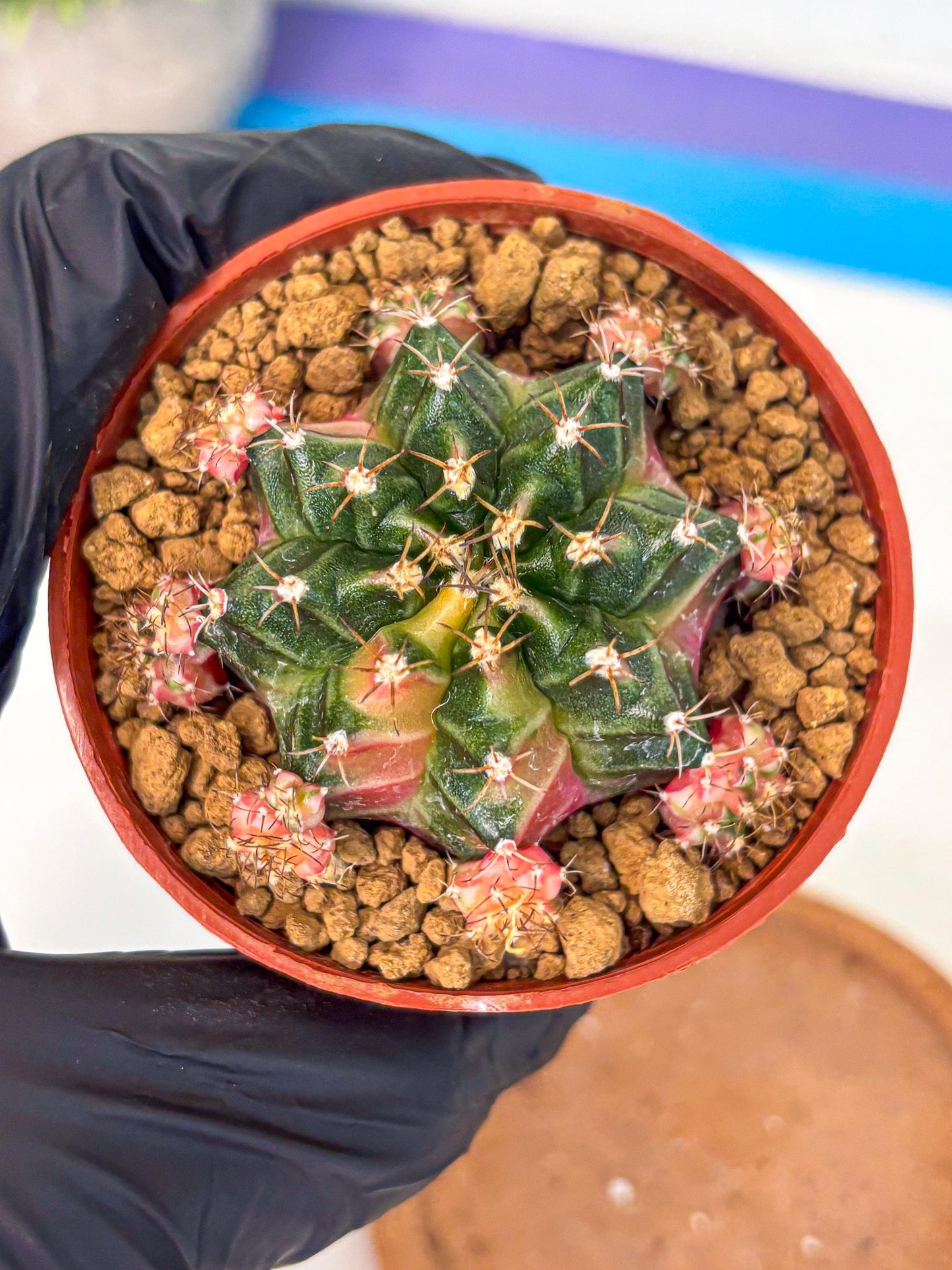 Gymnocalycium Bubble Gum (gy8) (y3) | Special Hybrid cactus