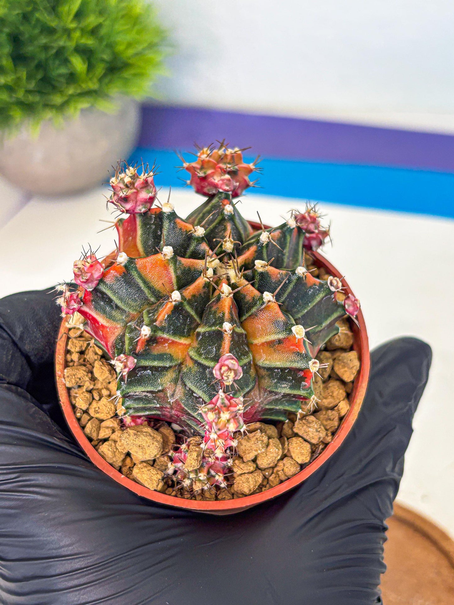 Gymnocalycium Garnet (gy8) (y2) | Variegated cactus