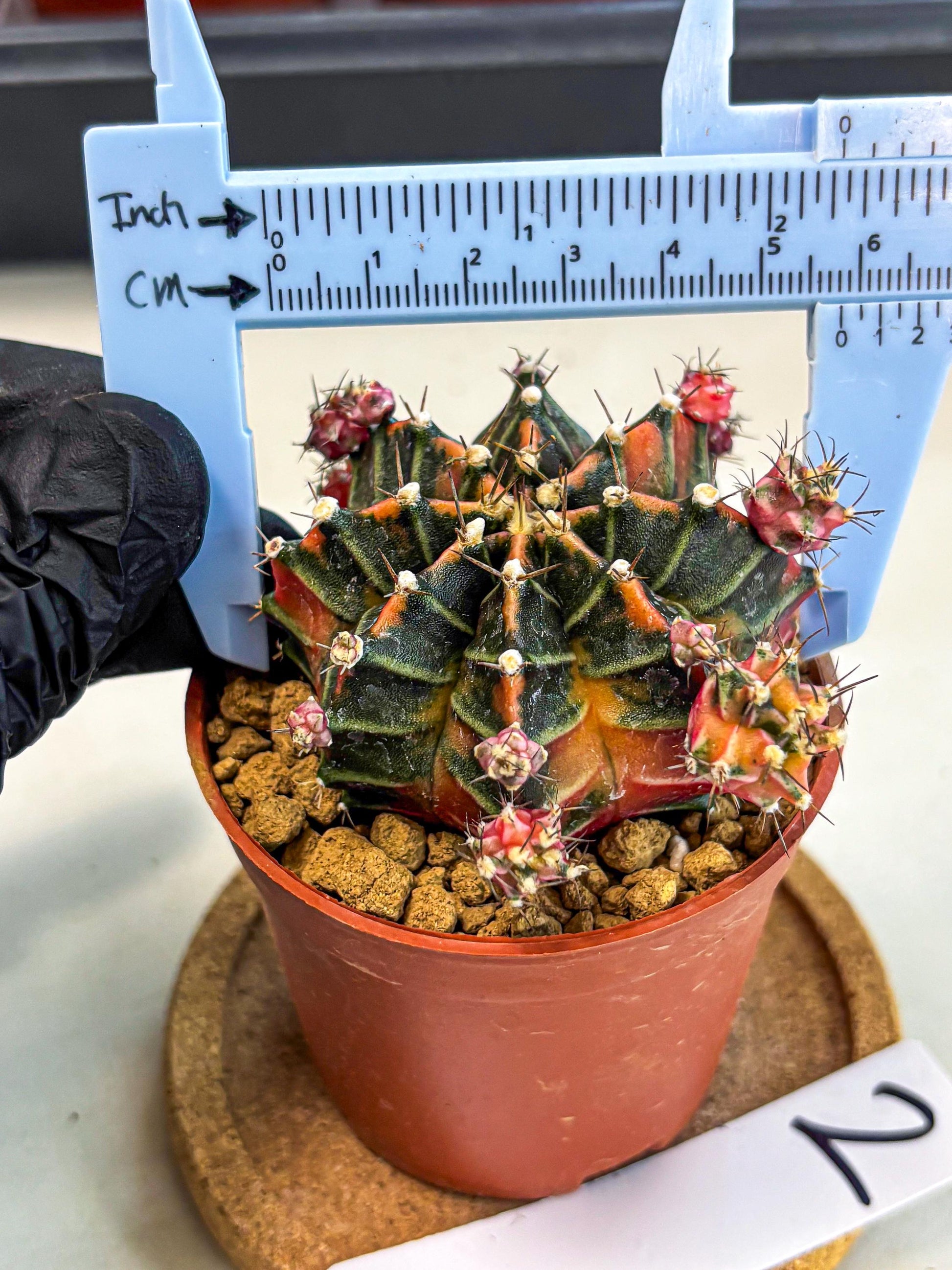 Gymnocalycium Garnet (gy8) (y2) | Variegated cactus