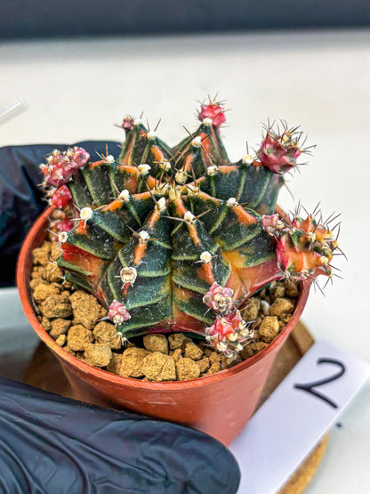 Gymnocalycium Garnet (gy8) (y2) | Variegated cactus