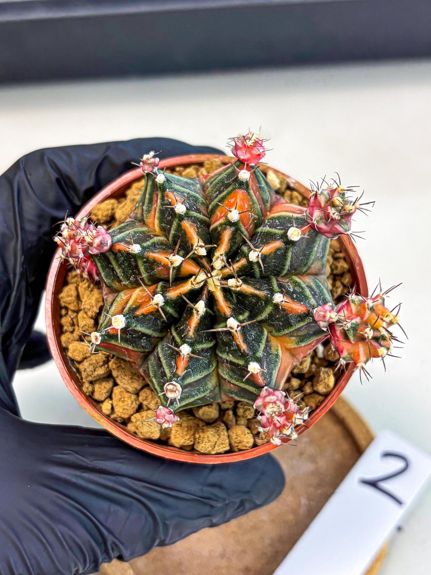 Gymnocalycium Garnet (gy8) (y2) | Variegated cactus