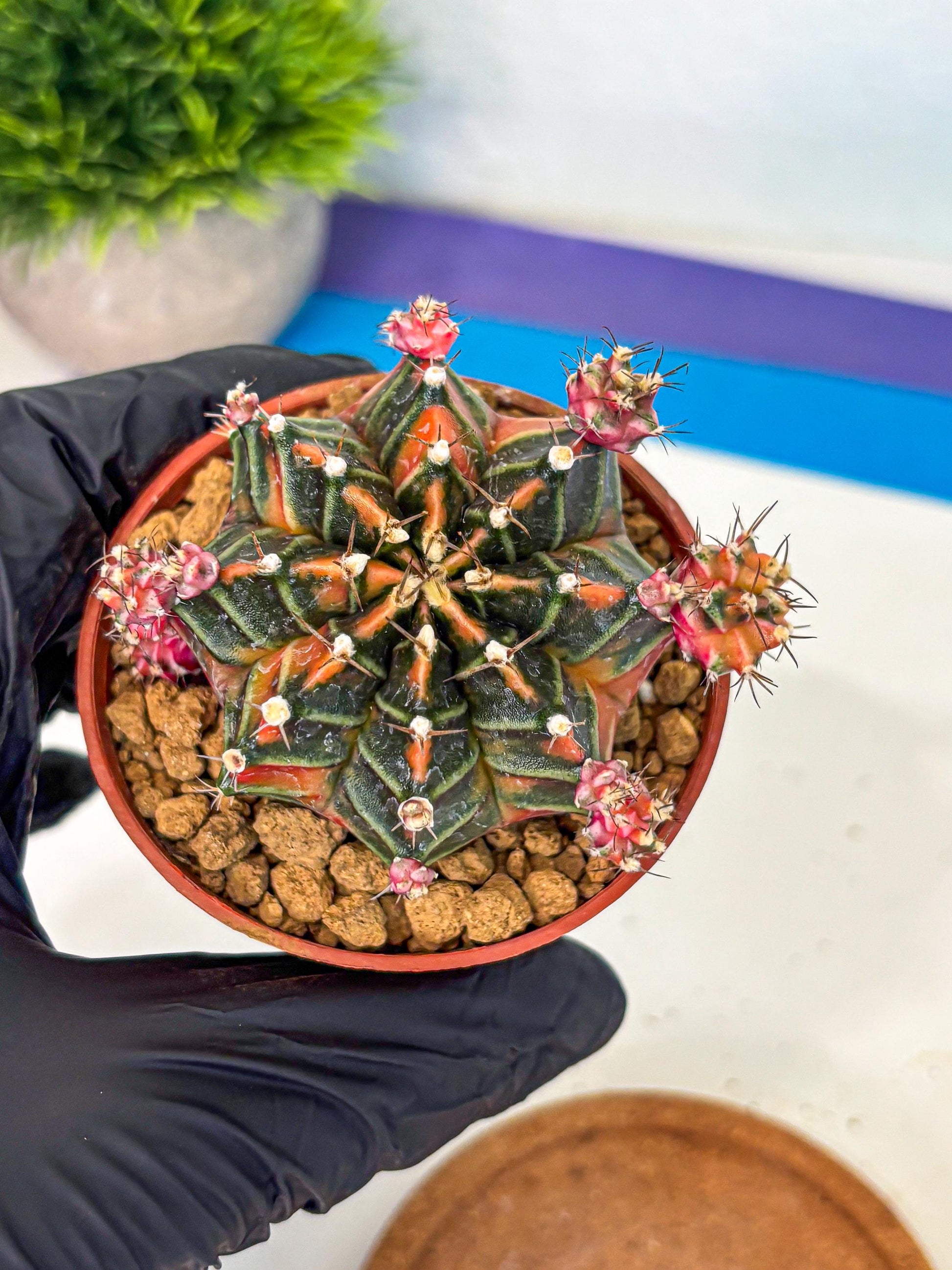 Gymnocalycium Garnet (gy8) (y2) | Variegated cactus