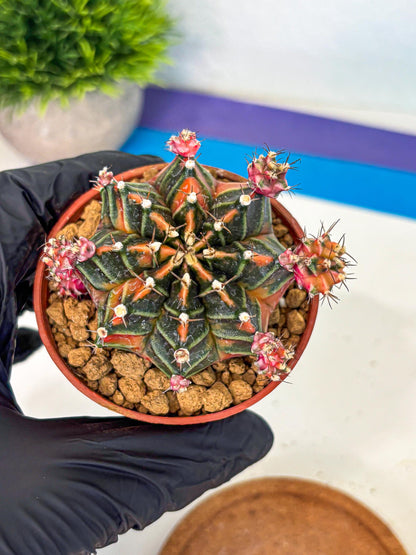 Gymnocalycium Garnet (gy8) (y2) | Variegated cactus