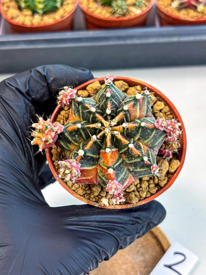 Gymnocalycium Garnet (gy8) (y2) | Variegated cactus