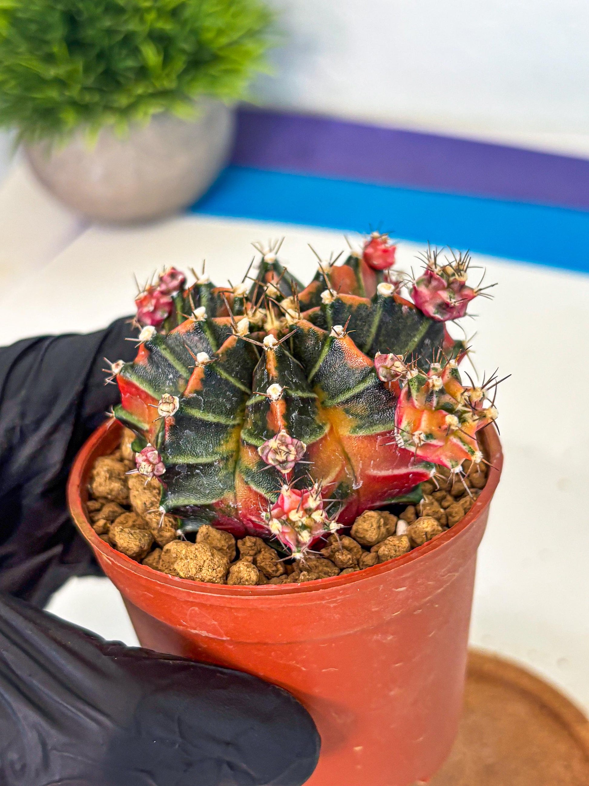 Gymnocalycium Garnet (gy8) (y2) | Variegated cactus
