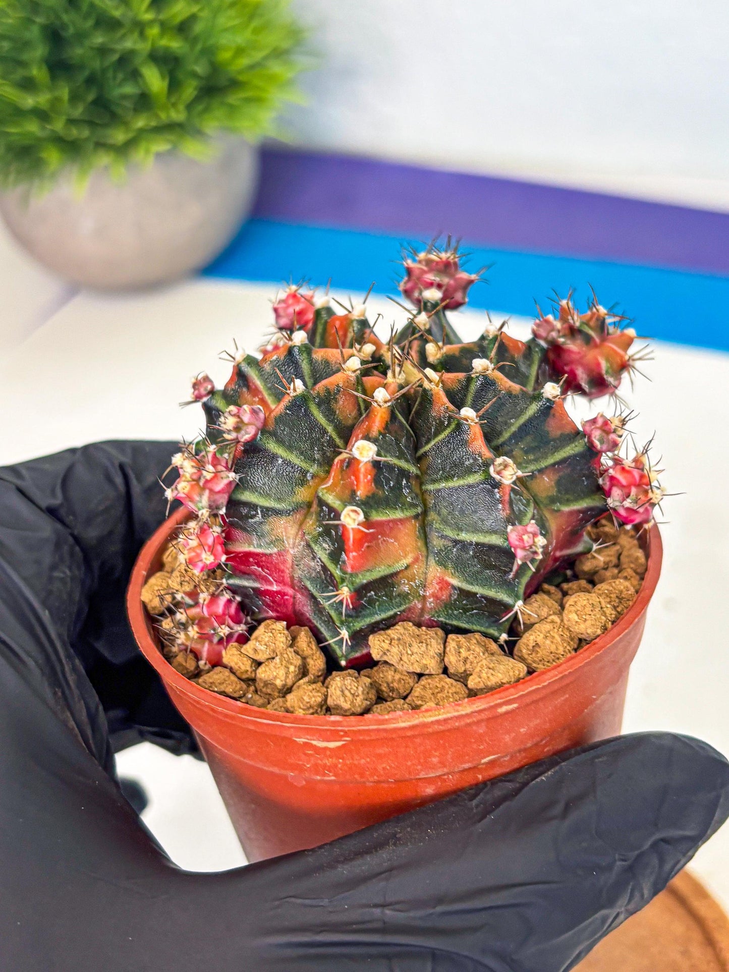 Gymnocalycium Garnet (gy8) (y2) | Variegated cactus