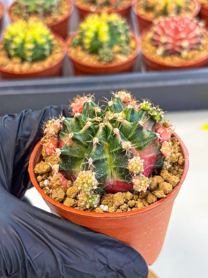 Gymnocalycium Bubble Gum (gy8) (y4) | Special Hybrid cactus