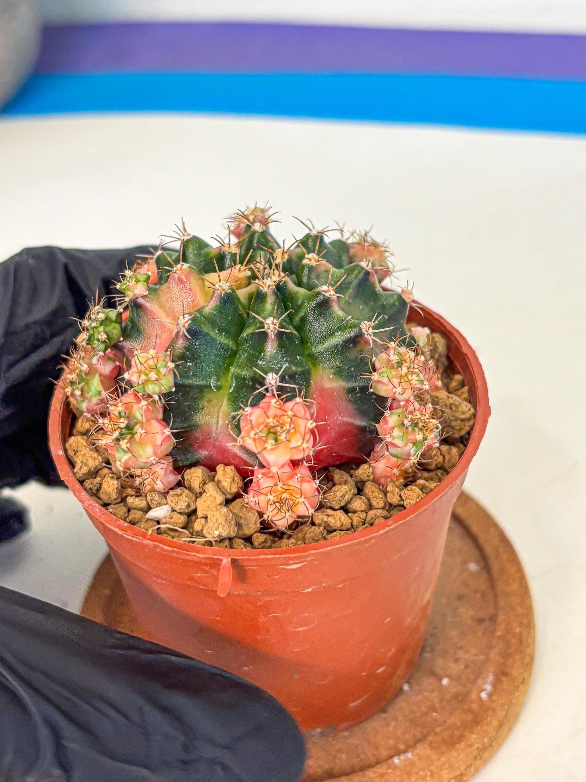 Gymnocalycium Bubble Gum (gy8) (y4) | Special Hybrid cactus