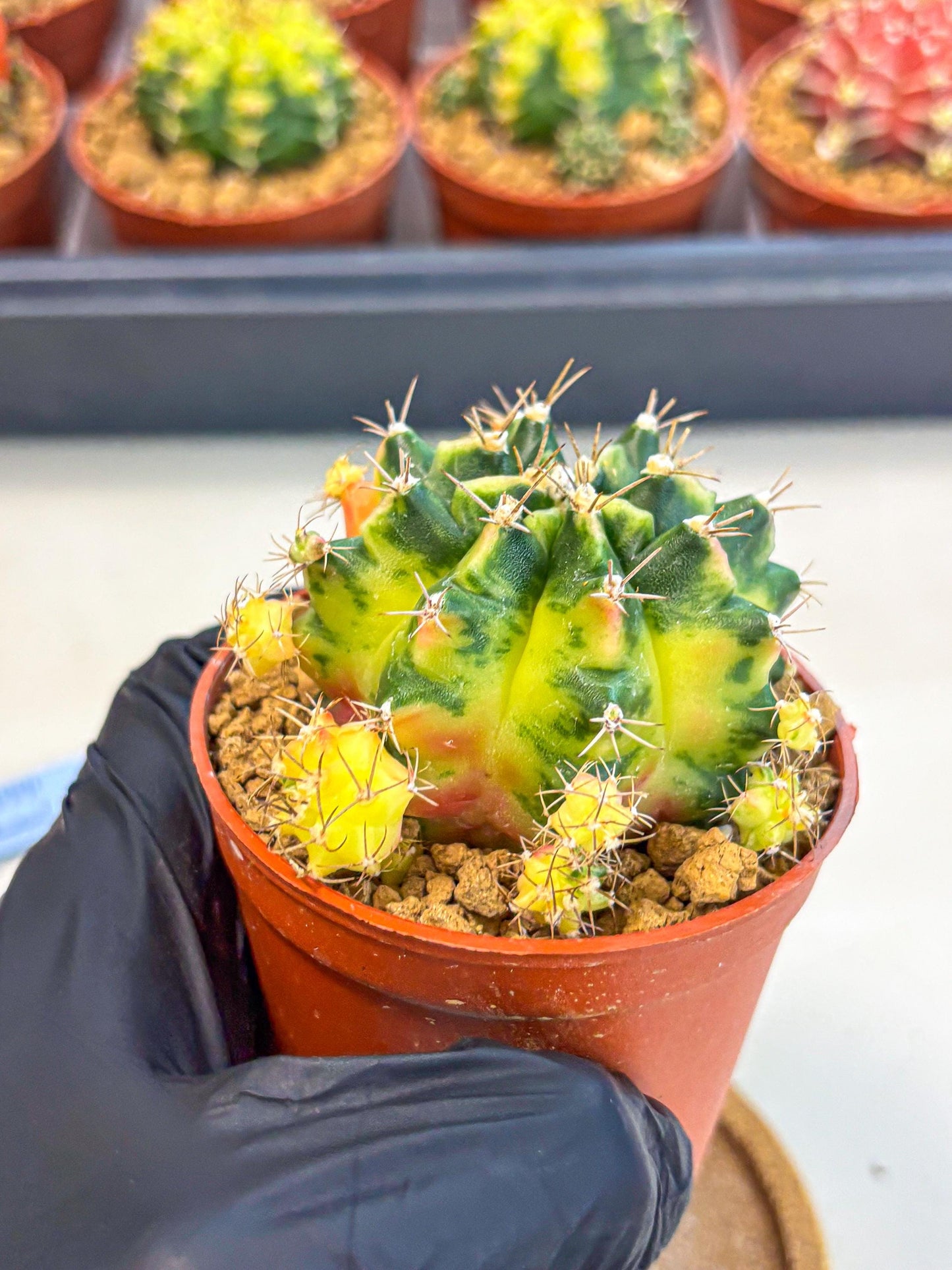 Gymnocalycium Luna (gy8) (y7) | Variegated cactus