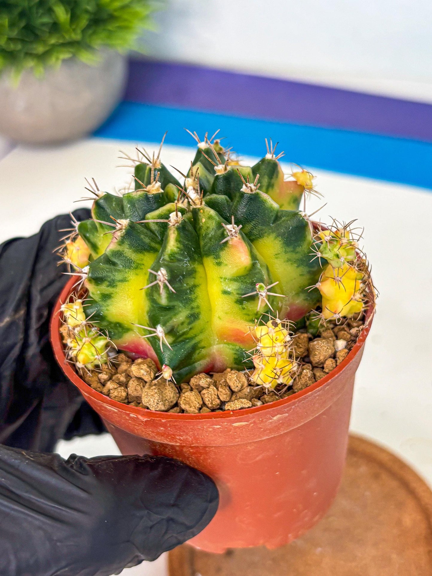 Gymnocalycium Luna (gy8) (y7) | Variegated cactus