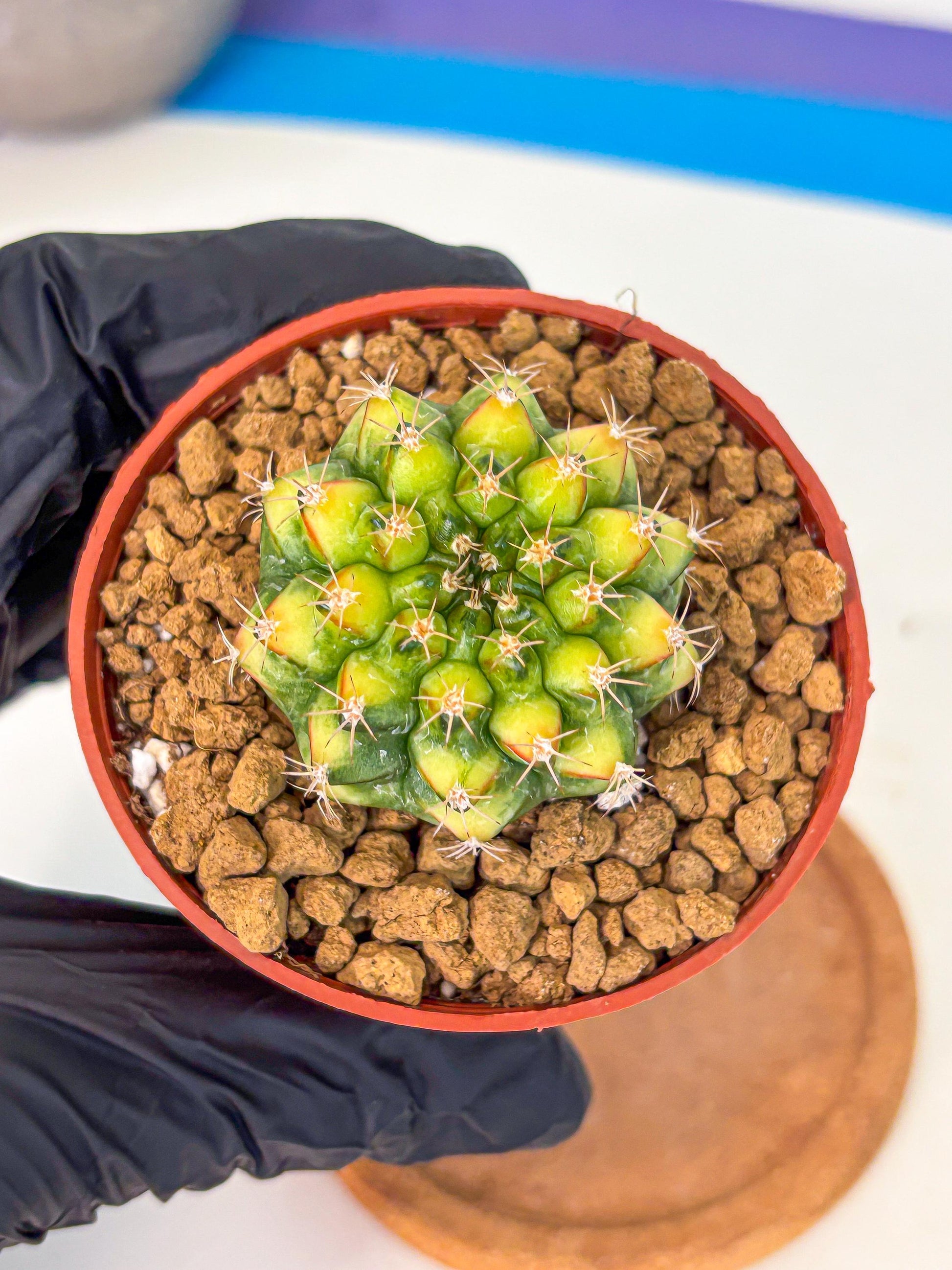 Gymnocalycium Nepali Art (gy8) (y5) | Variegated cactus