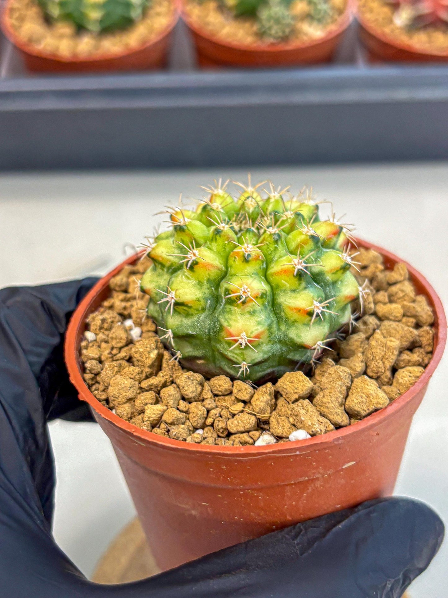 Gymnocalycium Nepali Art (gy8) (y5) | Variegated cactus