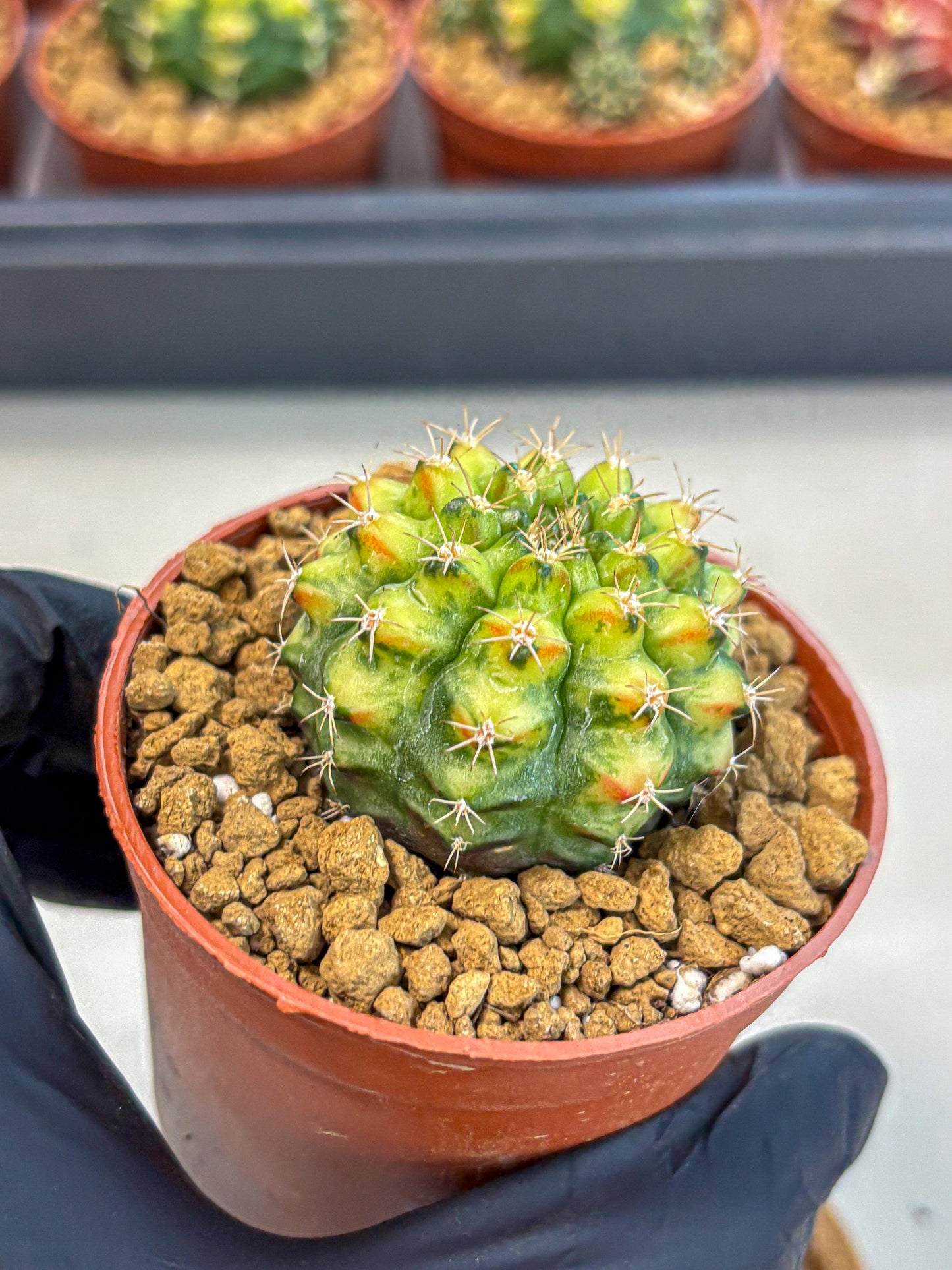 Gymnocalycium Nepali Art (gy8) (y5) | Variegated cactus