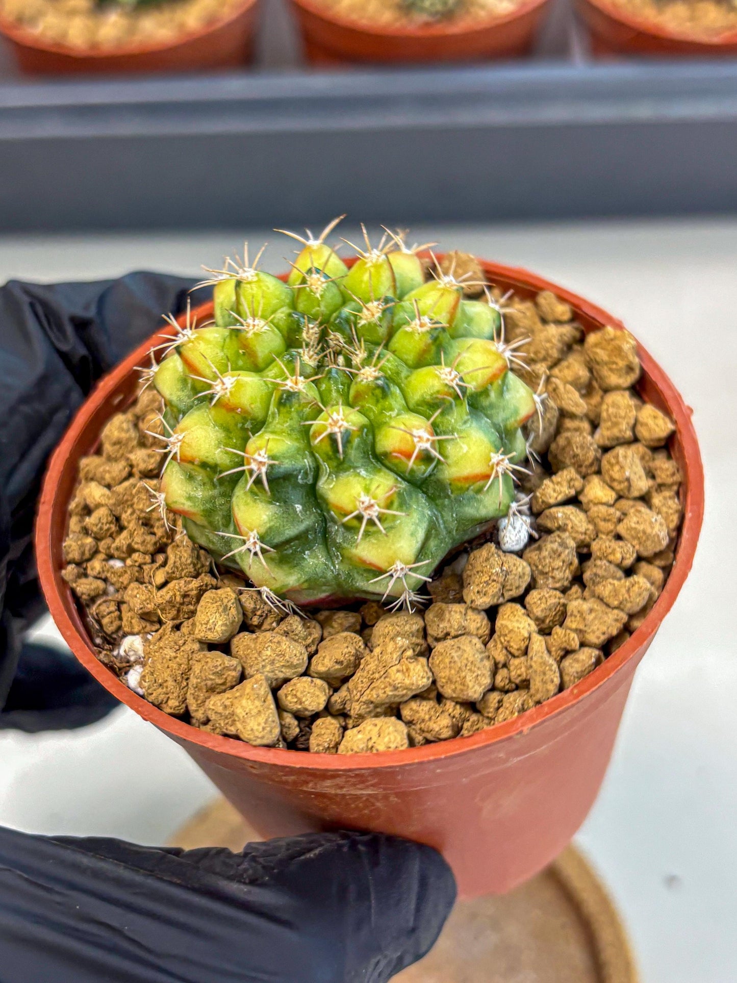 Gymnocalycium Nepali Art (gy8) (y5) | Variegated cactus