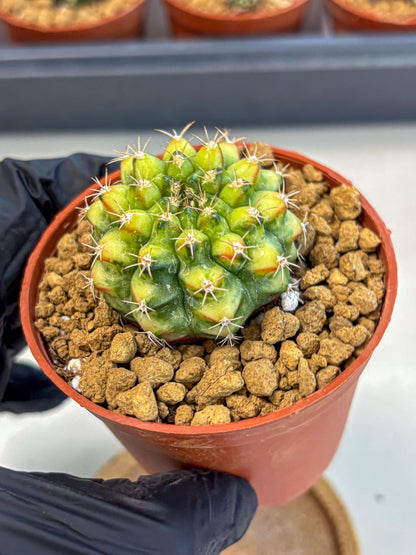 Gymnocalycium Nepali Art (gy8) (y5) | Variegated cactus