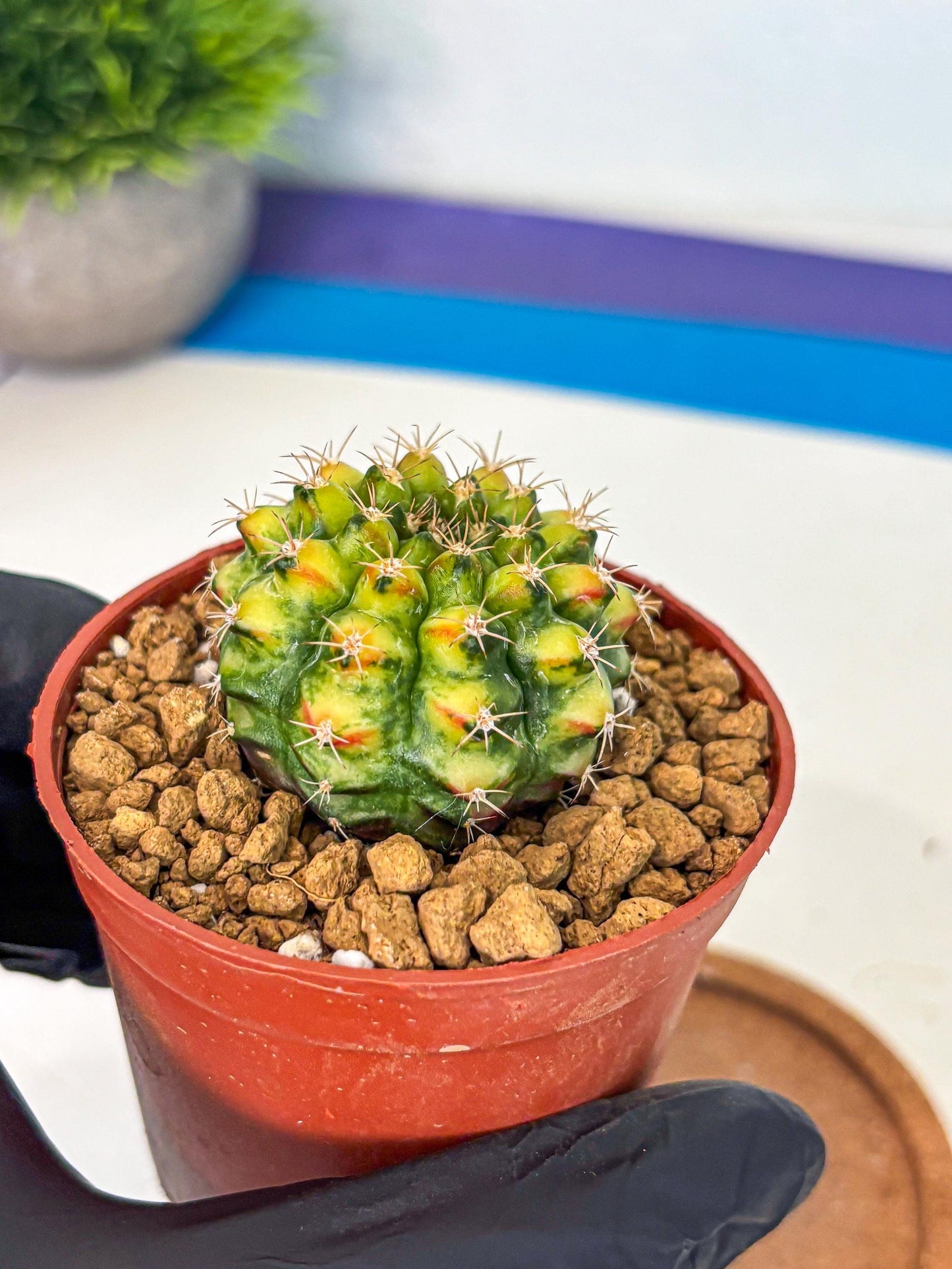 Gymnocalycium Nepali Art (gy8) (y5) | Variegated cactus