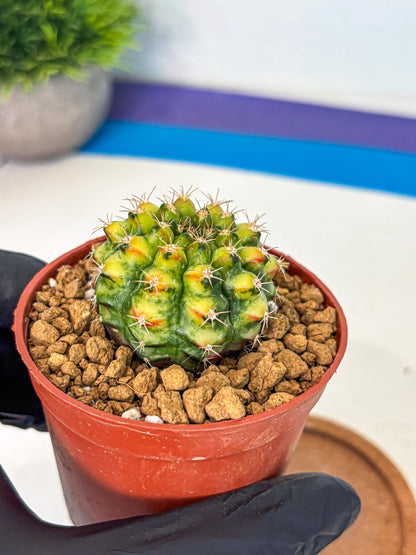 Gymnocalycium Nepali Art (gy8) (y5) | Variegated cactus