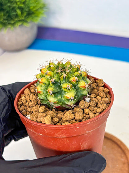 Gymnocalycium Nepali Art (gy8) (y5) | Variegated cactus