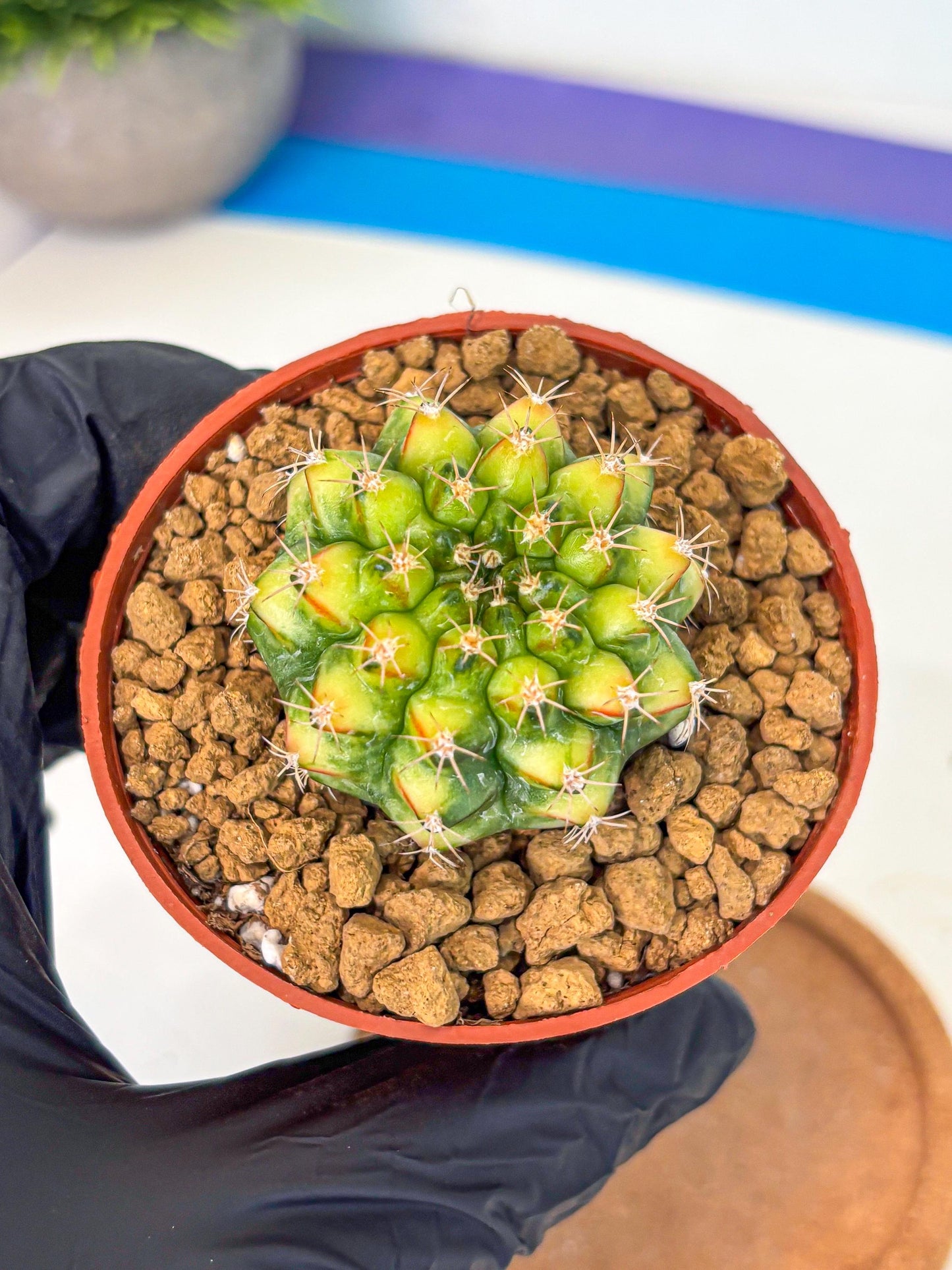 Gymnocalycium Nepali Art (gy8) (y5) | Variegated cactus