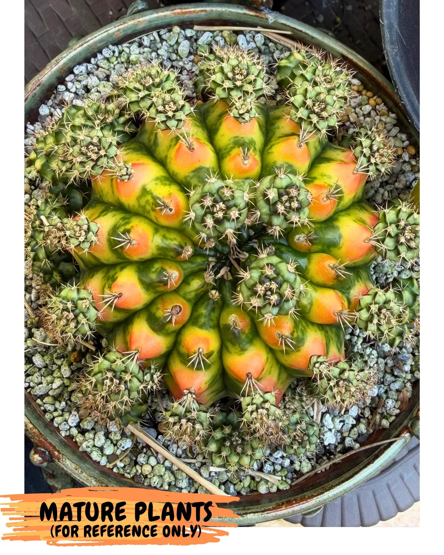 Gymnocalycium Nepali Art (gy8) (y5) | Variegated cactus