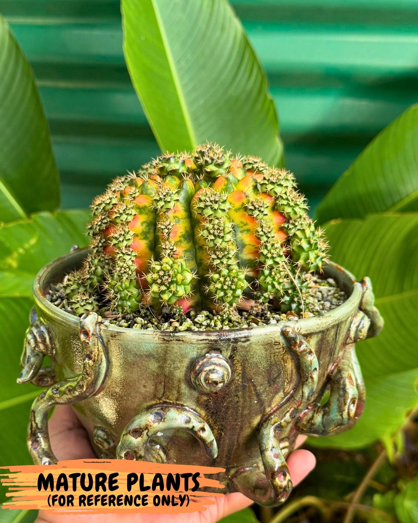 Gymnocalycium Nepali Art (gy8) (y5) | Variegated cactus
