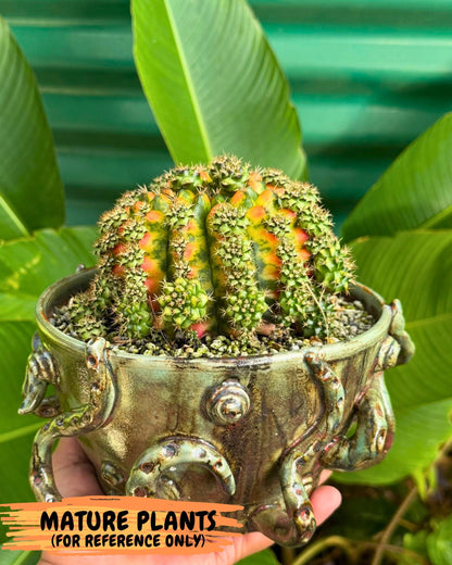 Gymnocalycium Nepali Art (gy8) (y5) | Variegated cactus