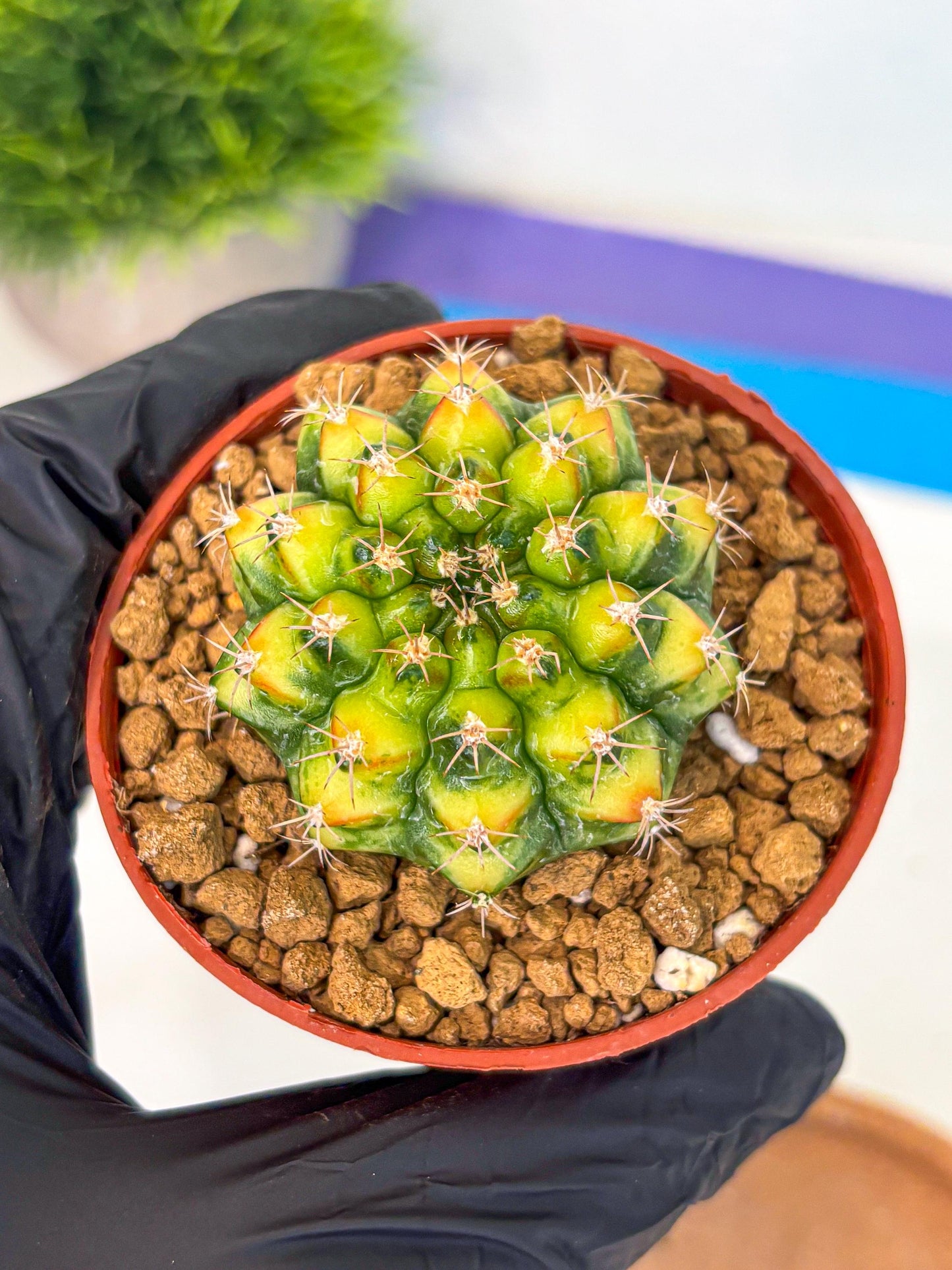 Gymnocalycium Nepali Art (gy8) (y6) | Variegated cactus
