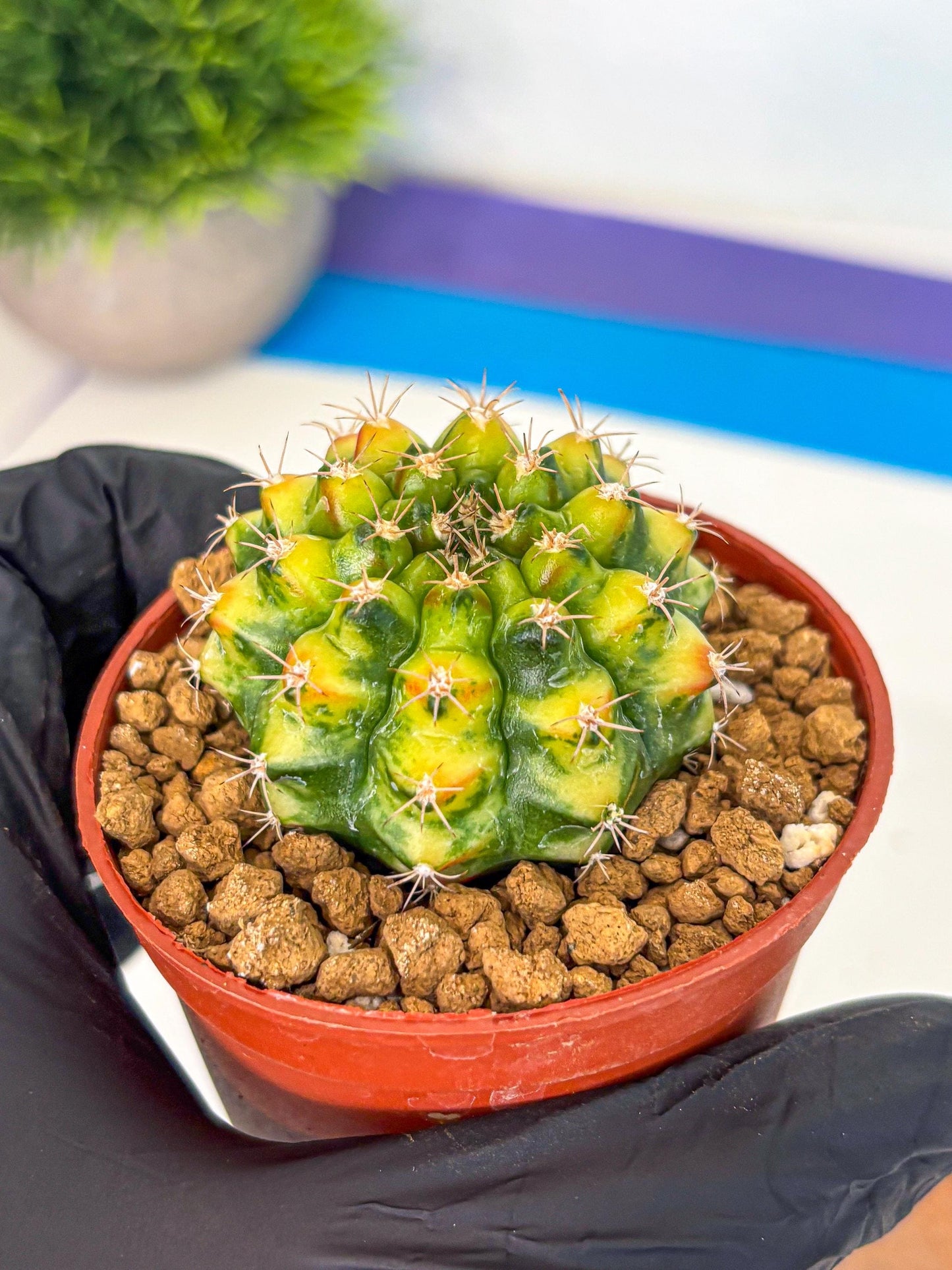 Gymnocalycium Nepali Art (gy8) (y6) | Variegated cactus