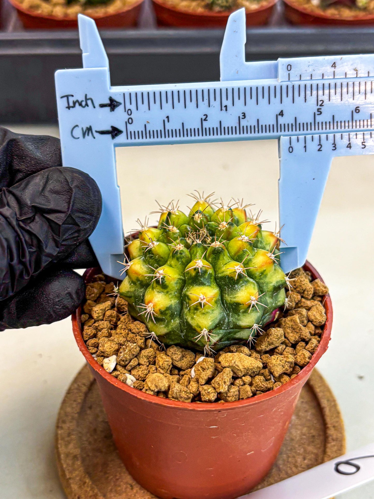 Gymnocalycium Nepali Art (gy8) (y6) | Variegated cactus