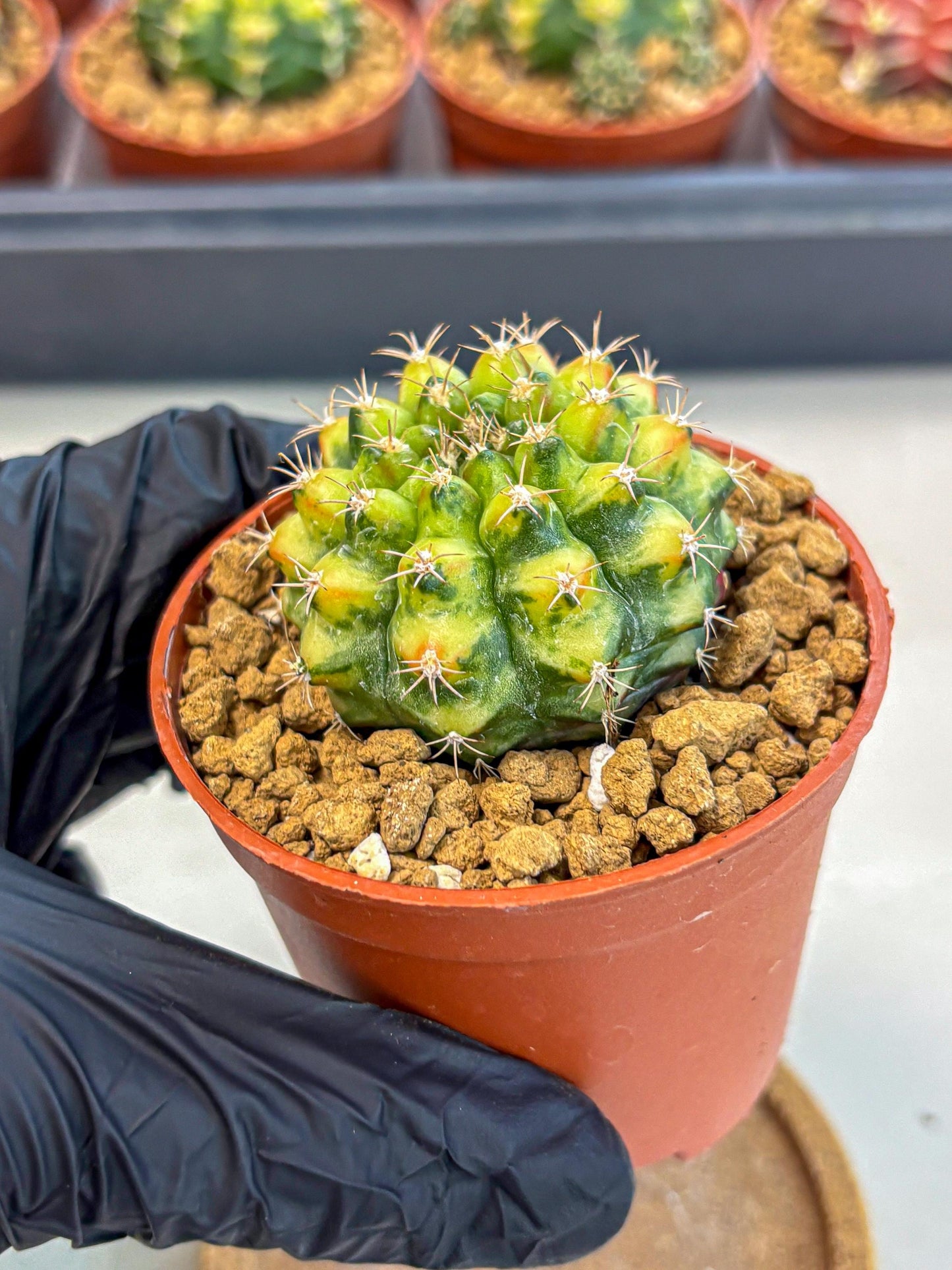 Gymnocalycium Nepali Art (gy8) (y6) | Variegated cactus