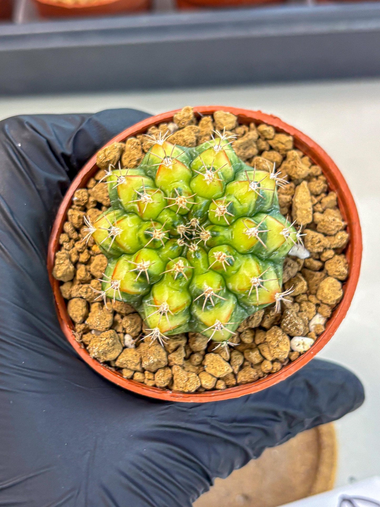 Gymnocalycium Nepali Art (gy8) (y6) | Variegated cactus
