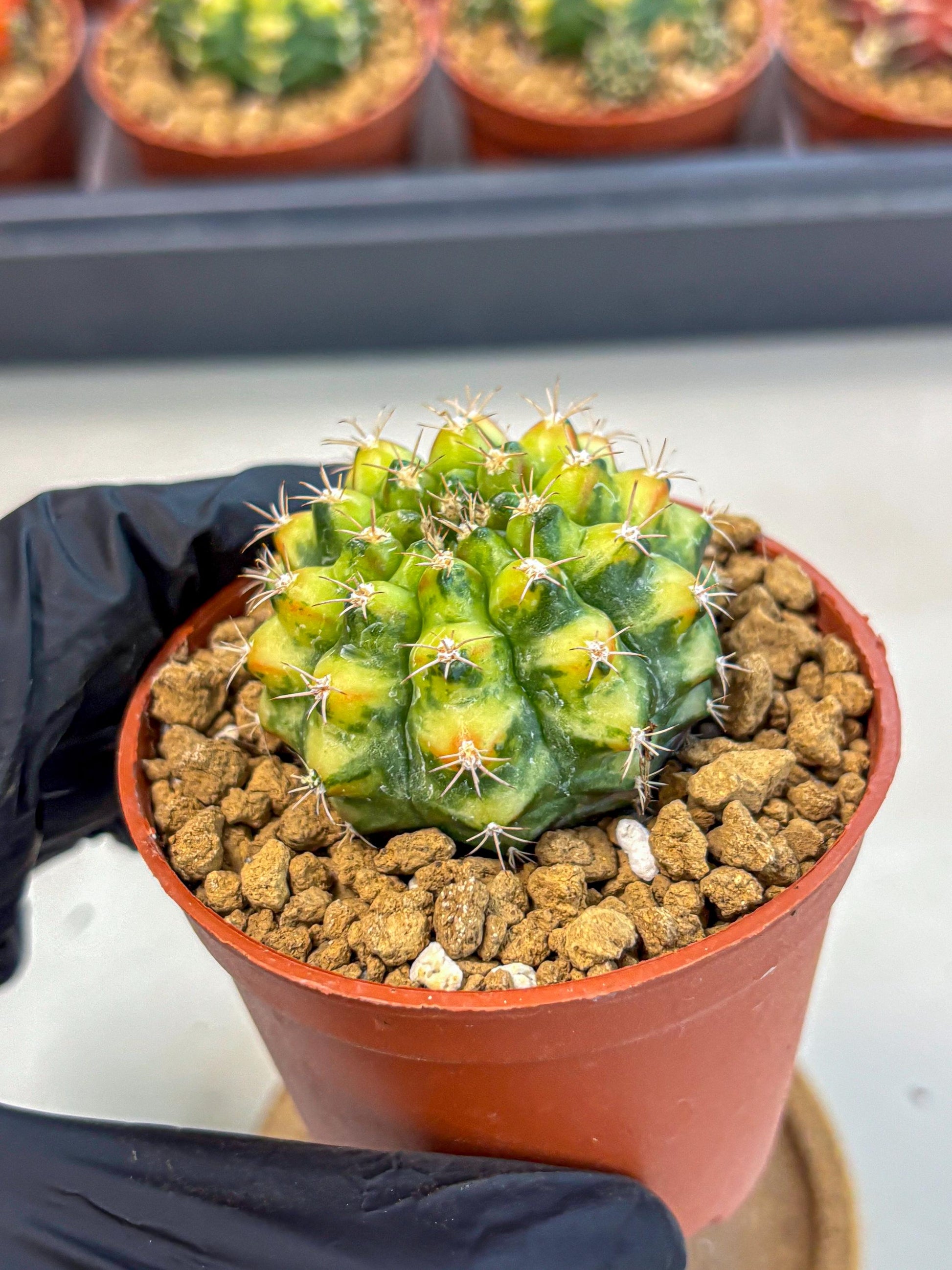 Gymnocalycium Nepali Art (gy8) (y6) | Variegated cactus