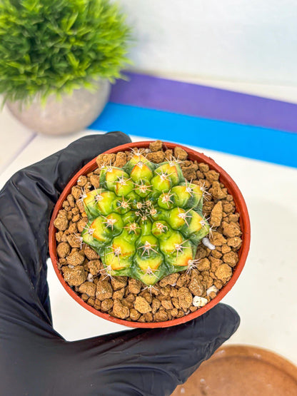 Gymnocalycium Nepali Art (gy8) (y6) | Variegated cactus