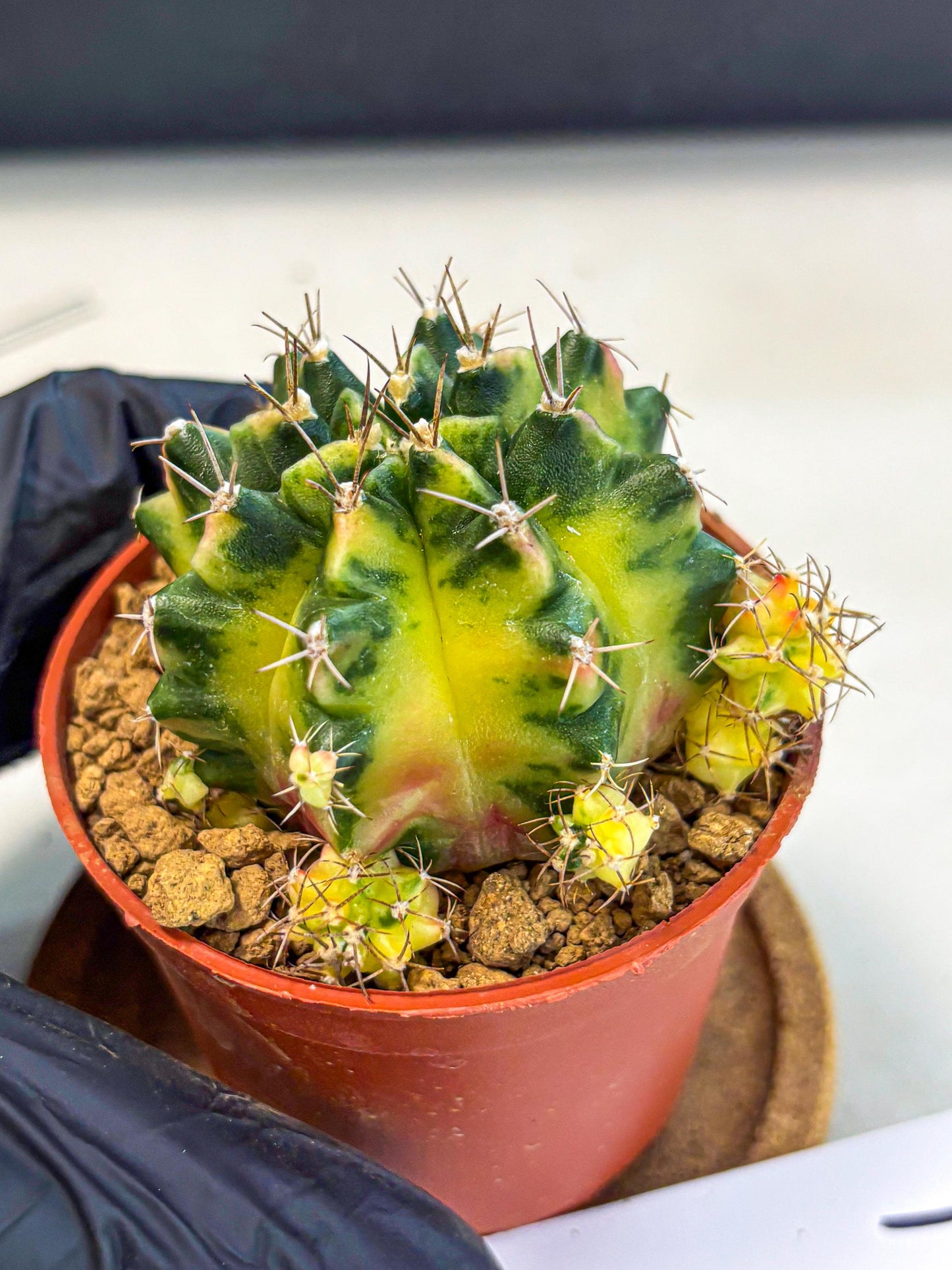 Gymnocalycium Luna (gy8) (p1) | Variegated cactus