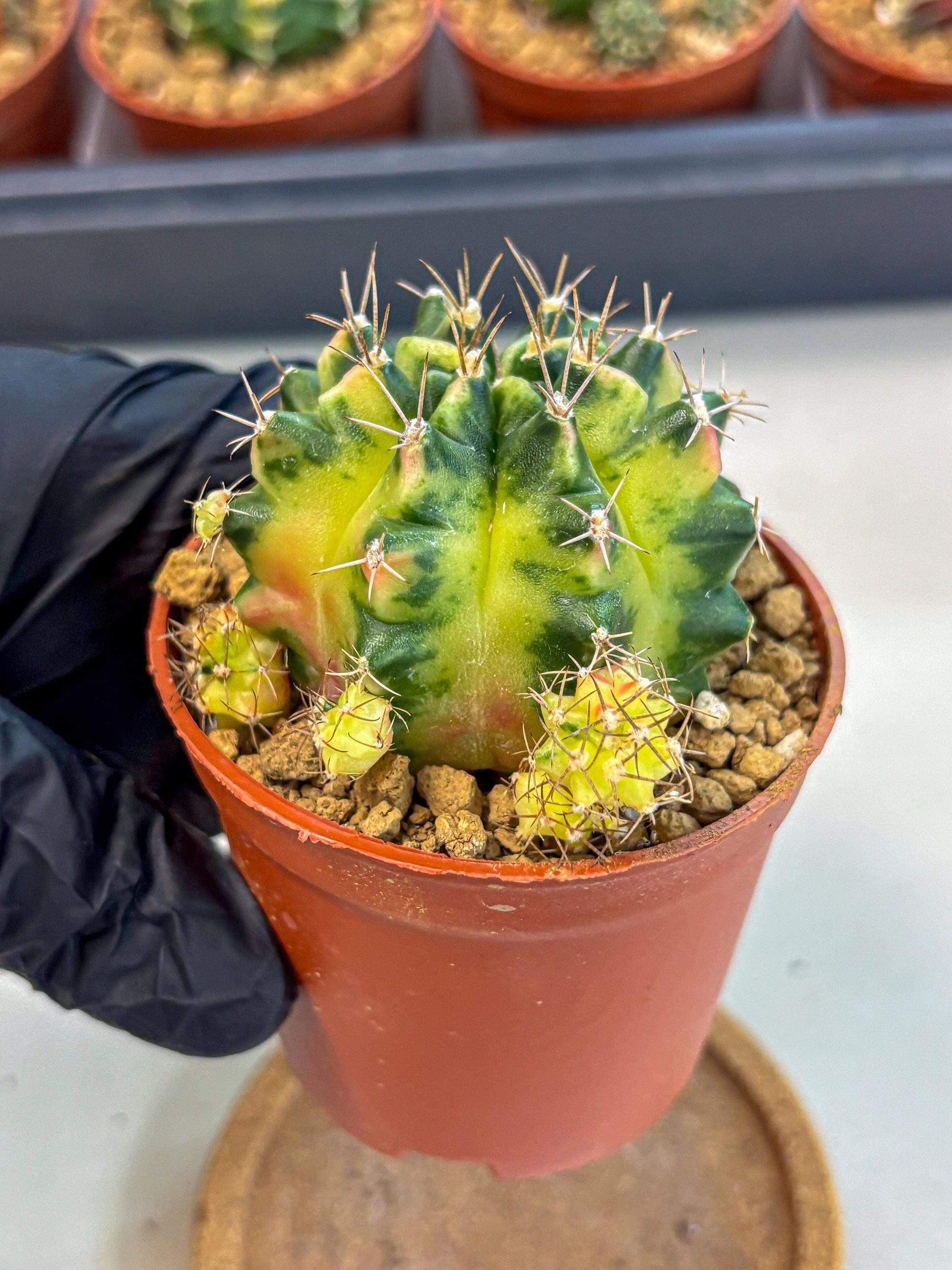 Gymnocalycium Luna (gy8) (p1) | Variegated cactus