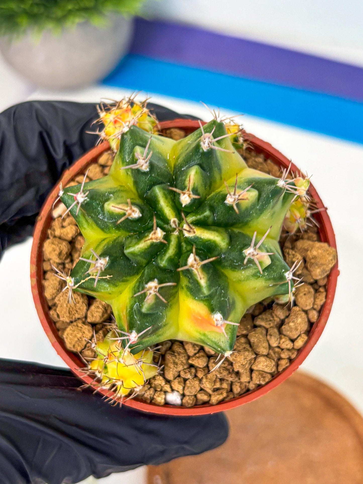 Gymnocalycium Luna (gy8) (p1) | Variegated cactus
