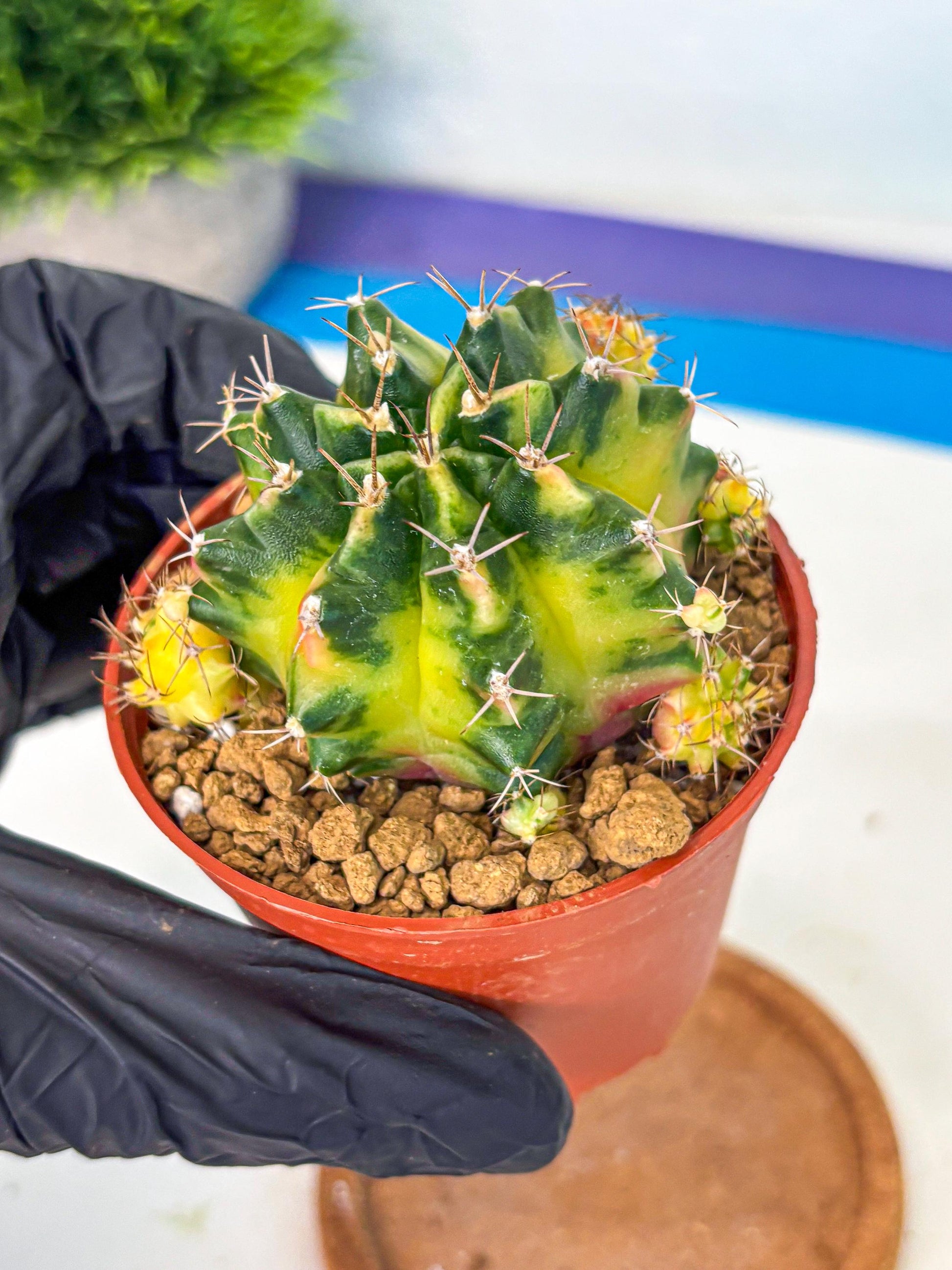 Gymnocalycium Luna (gy8) (p1) | Variegated cactus