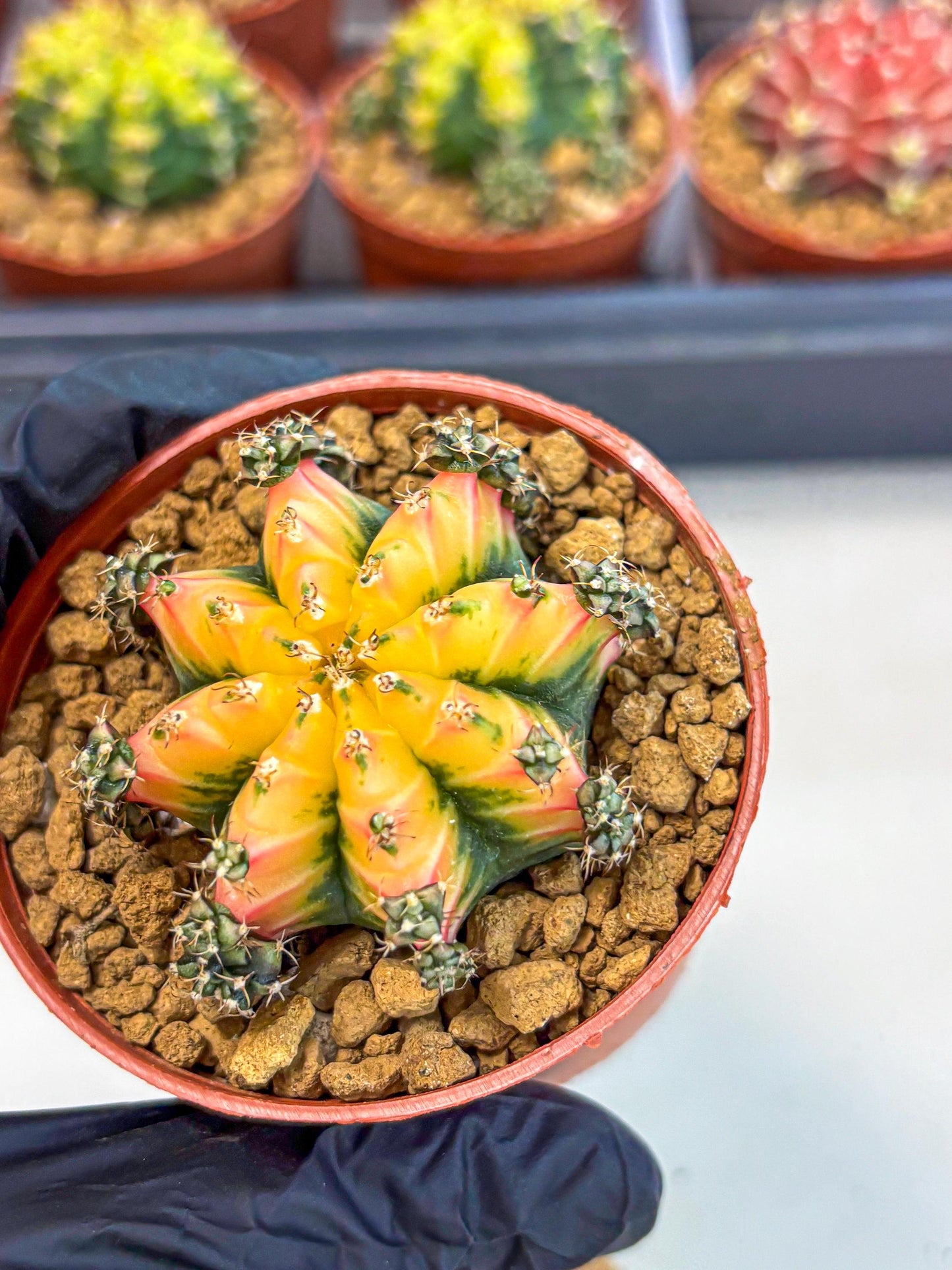 Gymnocalycium Multicolor (gy8) (p2) | Special Hybrid cactus