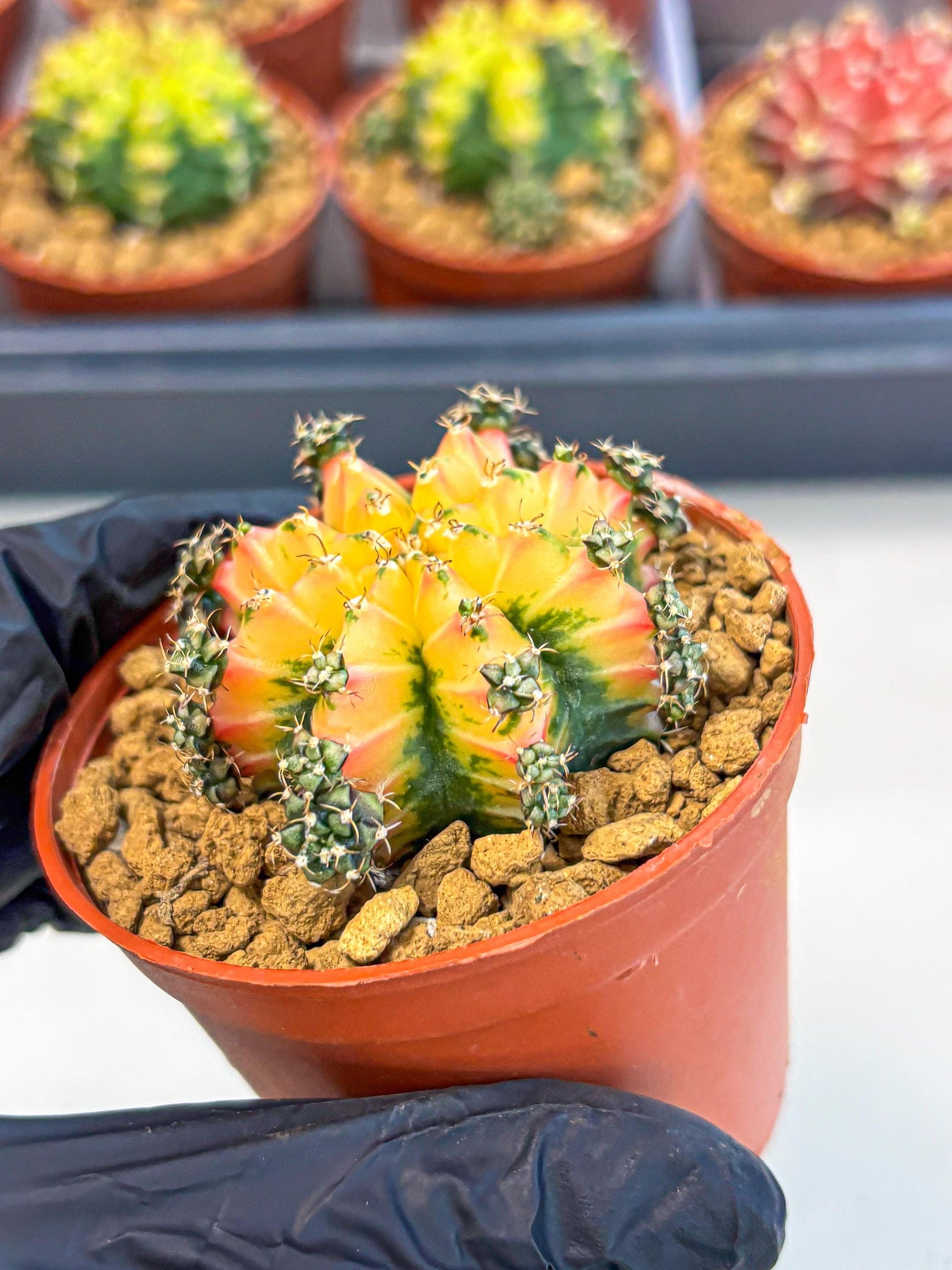 Gymnocalycium Multicolor (gy8) (p2) | Special Hybrid cactus