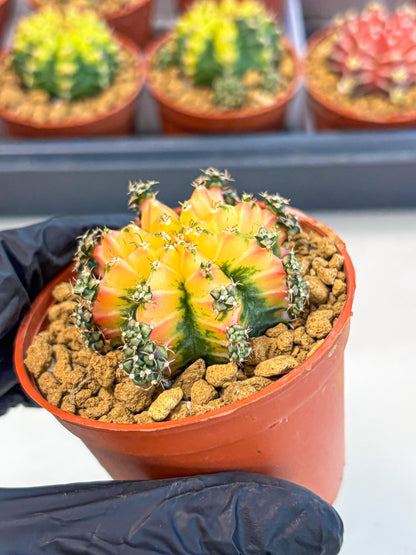 Gymnocalycium Multicolor (gy8) (p2) | Special Hybrid cactus