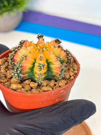 Gymnocalycium Multicolor (gy8) (p2) | Special Hybrid cactus