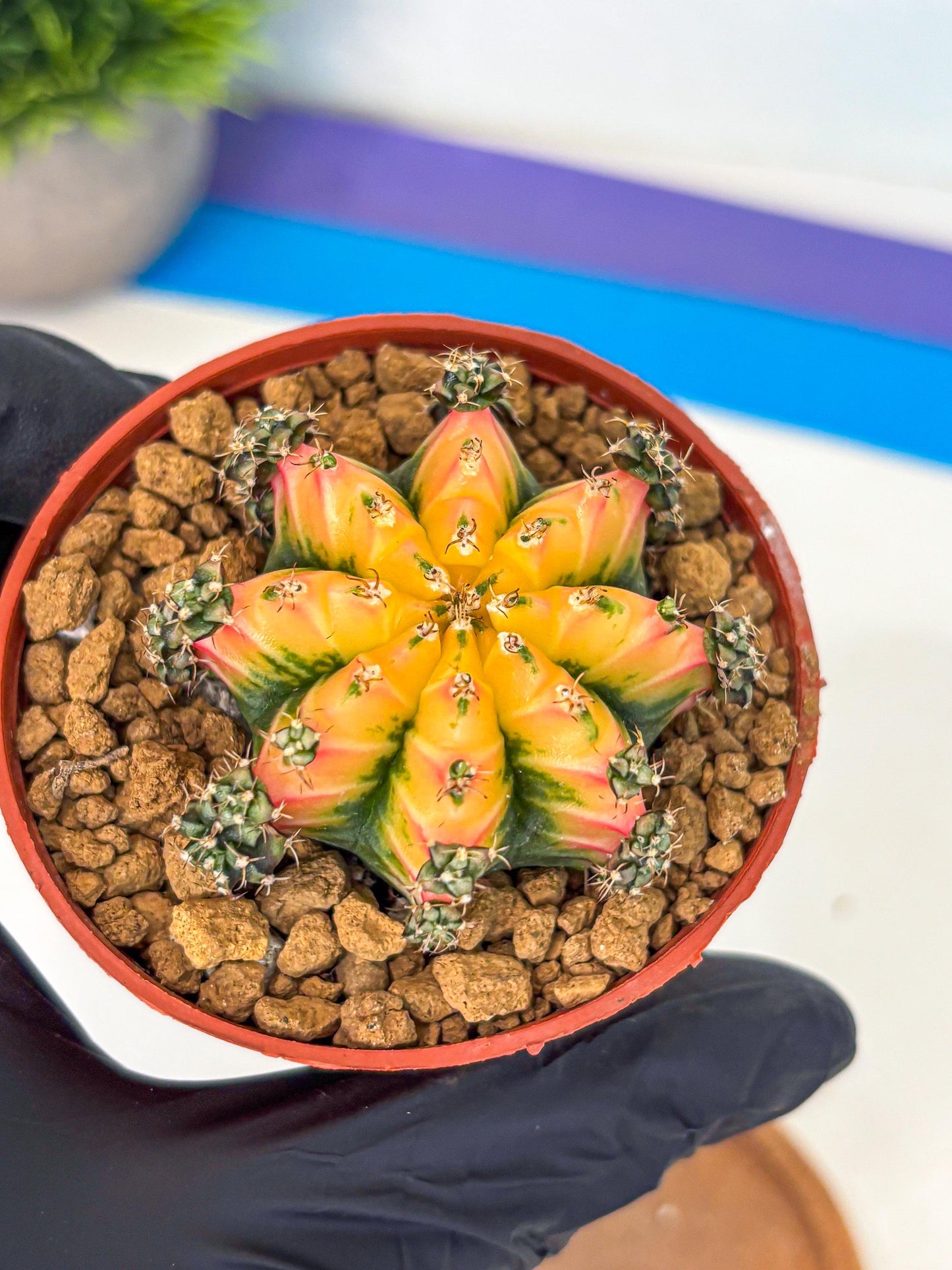 Gymnocalycium Multicolor (gy8) (p2) | Special Hybrid cactus