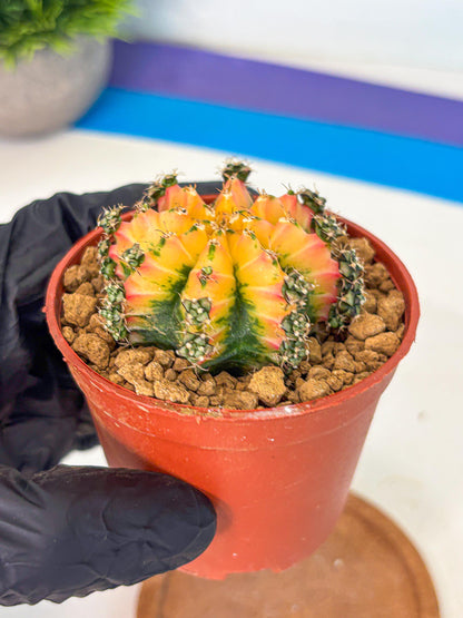 Gymnocalycium Multicolor (gy8) (p2) | Special Hybrid cactus