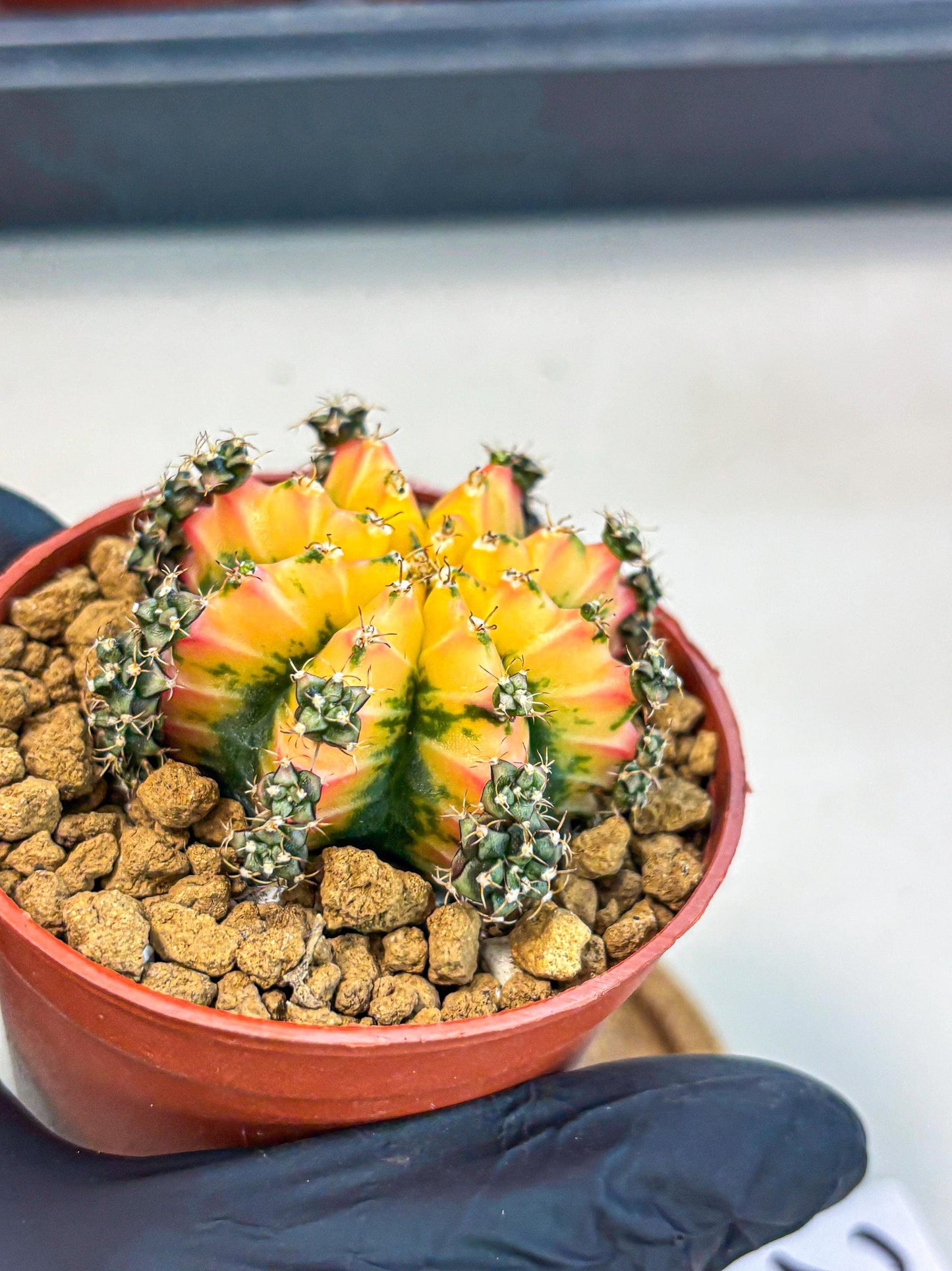 Gymnocalycium Multicolor (gy8) (p2) | Special Hybrid cactus