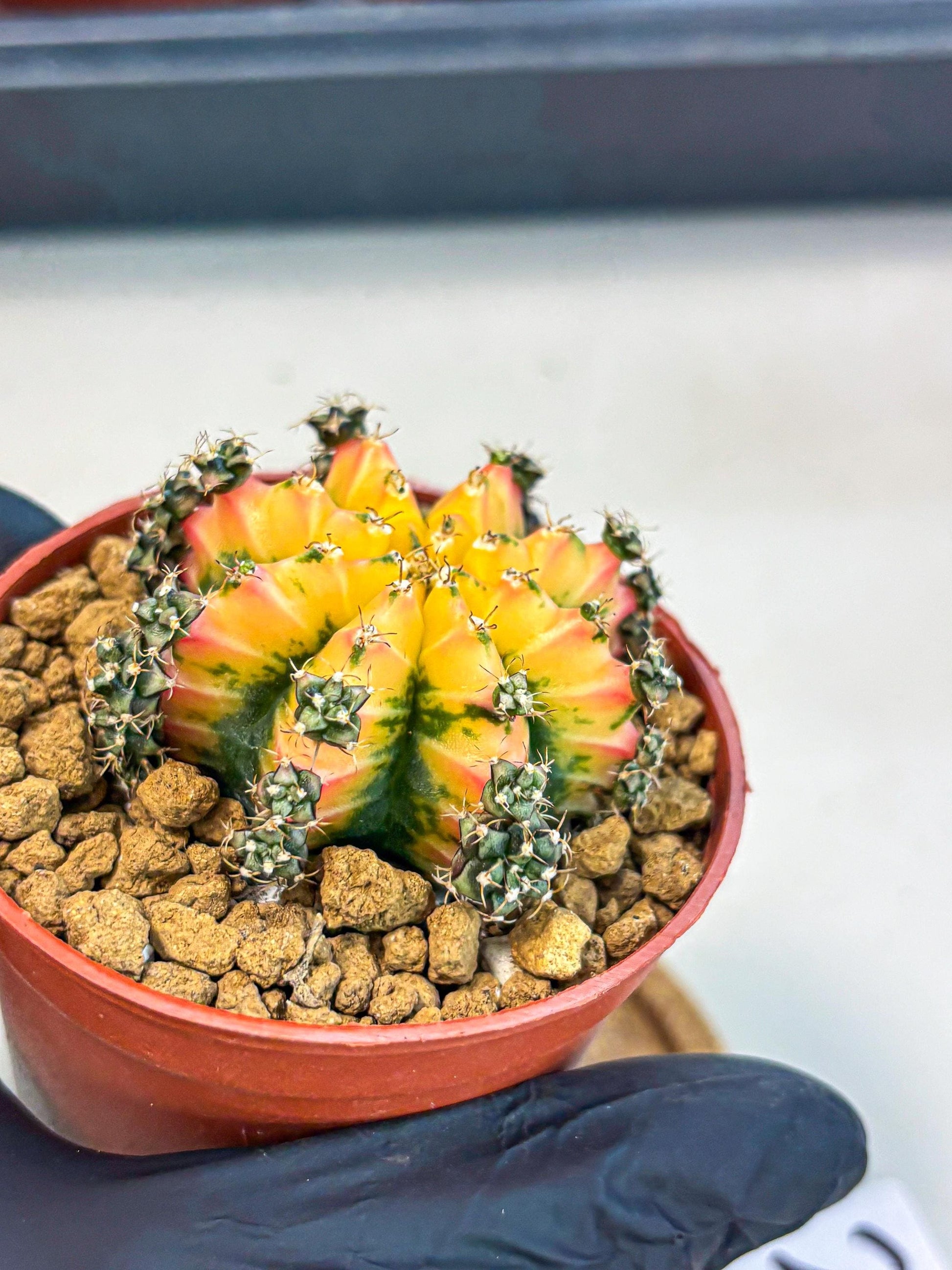 Gymnocalycium Multicolor (gy8) (p2) | Special Hybrid cactus
