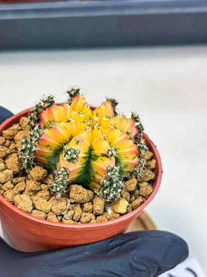 Gymnocalycium Multicolor (gy8) (p2) | Special Hybrid cactus