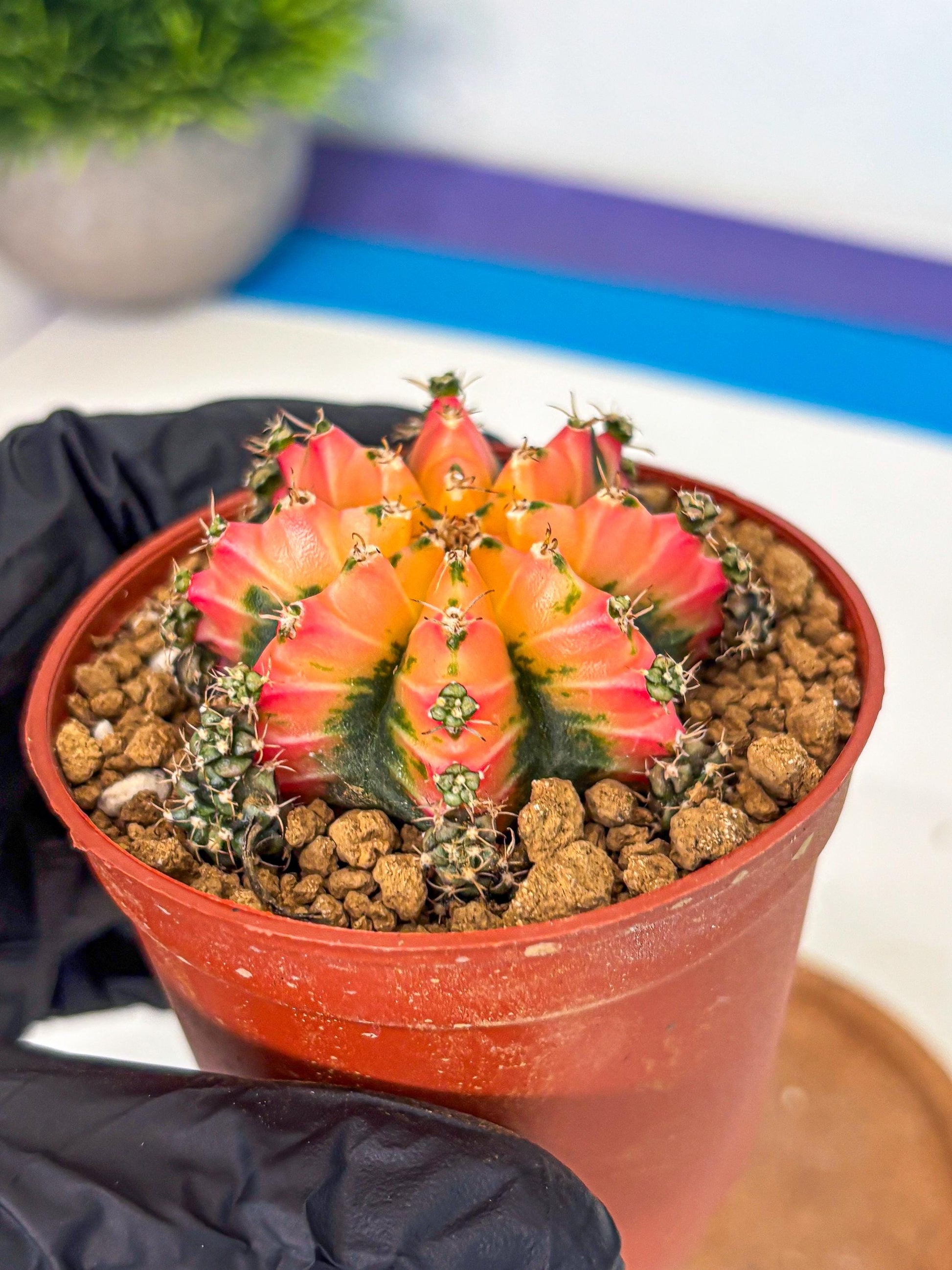 Gymnocalycium Multicolor (gy8) (p3) | Special Hybrid cactus