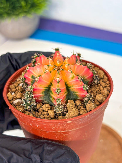 Gymnocalycium Multicolor (gy8) (p3) | Special Hybrid cactus