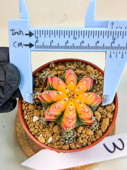 Gymnocalycium Multicolor (gy8) (p3) | Special Hybrid cactus